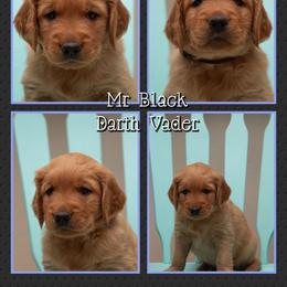 Darth Vader - Dark golden male Golden Retriever puppy in Driggs, Idaho from SK Golden Retrievers