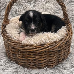 Boy - Black tri male Miniature American Shepherd puppy in Central Islip, New York from Fifth Avenue Australian Shepherds