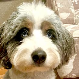 Kandi - Bernedoodle