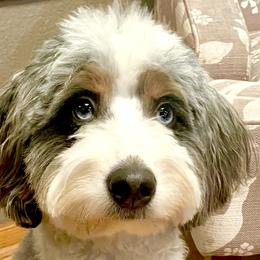 Kandi - Bernedoodle