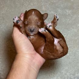 AKC Pumpkin - Female - Clear DNA Tested OFA parentage - Red  female Poodle puppy in Tampa, Florida from The Sweet Life of a Toy Poodle