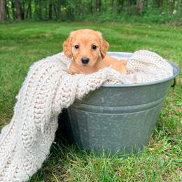 Magnolia - Cream female Dachshund puppy in Crossville, Tennessee from Golden Mini Farm