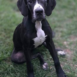 Veronica - Black female Great Dane puppy in Mineola, Texas from RC Ranch Great Danes And Cane Corsos