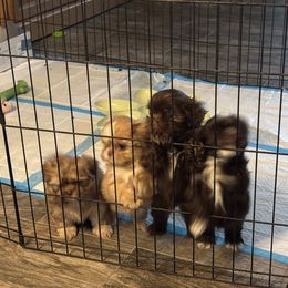 Shih Tzu Puppies from Staci Paysinger