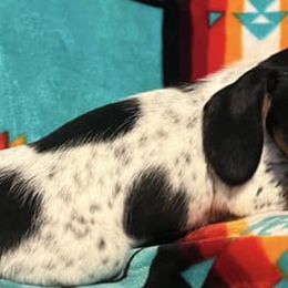 Dachshunds from Rockin D farms