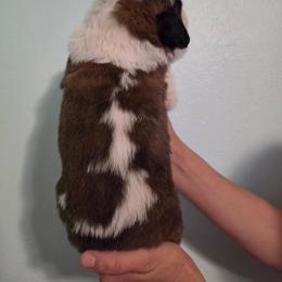 Gloria - Mahogany and white female Saint Bernard puppy in Brandon, South Dakota from Split Rock Saints