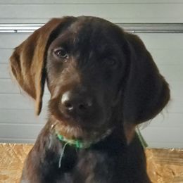 Labradoodles from Alderson Kennels