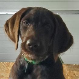 Labradoodles from Alderson Kennels