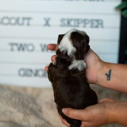 Labrador Retriever and Portuguese Water Dog Puppies from Hilltop Portuguese Water Dogs
