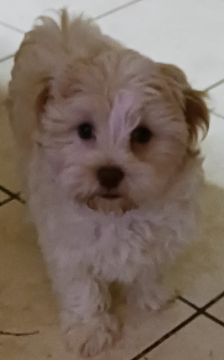 "Cinnamon is a beige and white.  He's 1200." Havanese Puppies from Heavenly Havanese