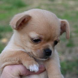 AKC Daisy - Fawn female Chihuahua puppy in Bloomington, Indiana from TJs Chihuahuas