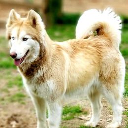 Siberian Huskies from Rough and Rowdy Kennels