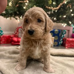 Orange - Cream male Goldendoodle puppy in Tecumseh, Nebraska from Down South Doodles