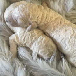 Poodle Puppies from Southern Standards Standard Poodles