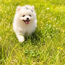 Rainbow dash - White female Pomeranian puppy in Rhode Island from Heartfelt Kennels
