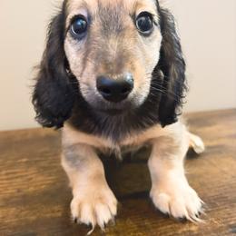 Tater 3500 - Cream male Dachshund puppy in Sylvania, Alabama from Yancey’s Doxies