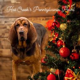 Pearl - Bloodhound