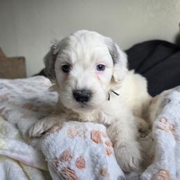 Thor - Merle male Bernedoodle puppy in Blackfoot, Idaho from Draper Mountain Doodles