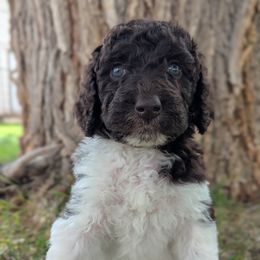Bell - Chocolate female Labradoodle puppy in Snowflake, Arizona from Az Mountain Doodles