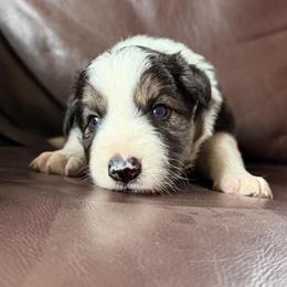 Boy 1 - Tri-color male Border Collie puppy in Oroville, California from Coalcyn Kennels