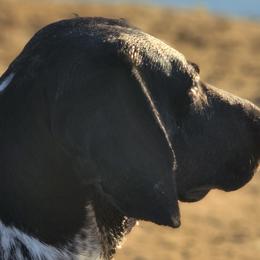 Pepper - German Shorthaired Pointer