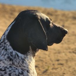 Pepper - German Shorthaired Pointer