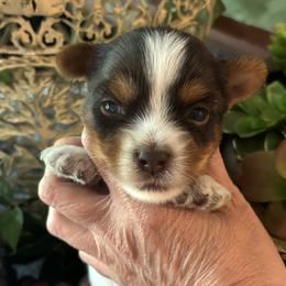 Hershey - Chocolate tan and white male Biewer Terrier puppy in Oklahoma from Rocky Oak Cavaliers & Biewer Terriers LLC
