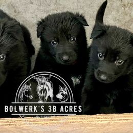 German Shepherd Puppies from Bolwerk’s 3B Acres