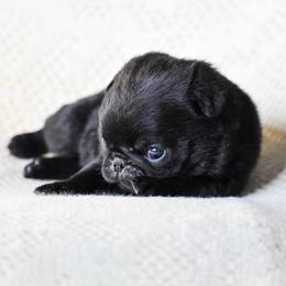 Bette - Black female Pug puppy in Caldwell, Ohio from Folklore Kennel