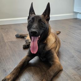 4 - Fawn female Belgian Malinois puppy in Alger, Michigan from Aspen’s Edge Kennel