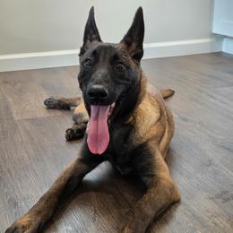 4 - Fawn female Belgian Malinois puppy in Alger, Michigan from Aspen’s Edge Kennel