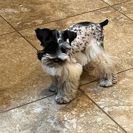 Atari - Miniature Schnauzer