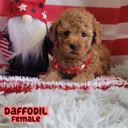 Daffodil - Red  female Goldendoodle puppy in Beecher, Illinois from Erica’s Doodles