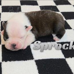 Sprocket - Black and white male Boston Terrier puppy in Lead Hill, Arkansas from Bull Shoals Bostons