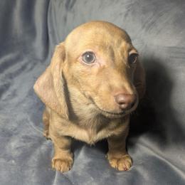 5 BooBoo the bear. - Brindle male Dachshund puppy in Central Point, Oregon from MRS Long Dog Ranch