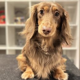 Sophie - Dachshund