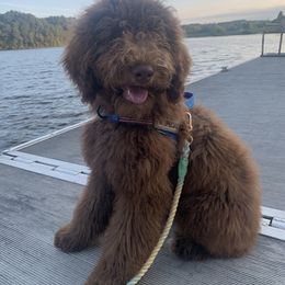 Goldendoodle Puppies from FamilyLoved Doodles