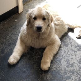 Golden Retriever Puppies from OPK Goldens