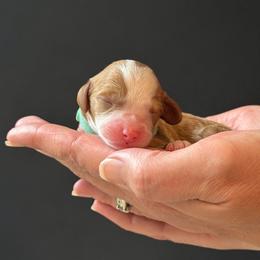 Blue Boy (Name TBD) - Parti male Goldendoodle puppy in Gig Harbor, Washington from Nuttall's Goldendoodles