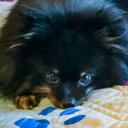 Mika - Pomeranian