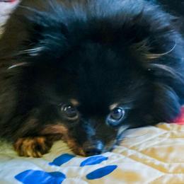 Mika - Pomeranian