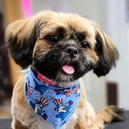 Sam - Shih Tzu