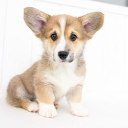 Flame - Sable male Pembroke Welsh Corgi puppy in Adairsville, Georgia from Ingram's Corgis