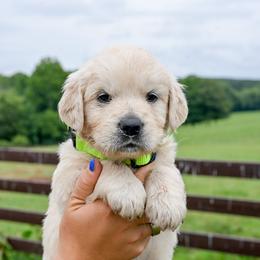 Dolly - Light golden female Golden Retriever puppy in Fair Play, South Carolina from Down South Goldens
