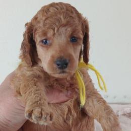Hannah Harper Majestic Embrace Medium Import Line - Apricot female Poodle puppy in Licking, Missouri from Majestic Embrace Poodles