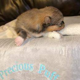 Hazel(nut) - Orange sable female Pomeranian puppy in Zavalla, Texas from Precious Puff Poms