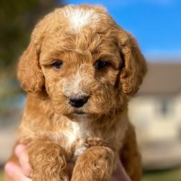 "GiGi-Zoey's 2nd Litter" Cavapoo and Goldendoodle Puppies from A2Z Doodles
