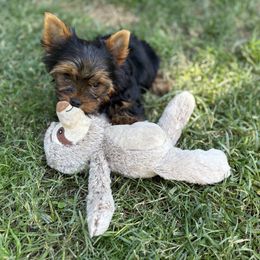 Zaila - Black and tan female Yorkshire Terrier puppy in Riverbank, California from Yorkie_Wonderland and Stud Services
