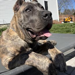 Cane Corso Puppies from Central Jersey K9