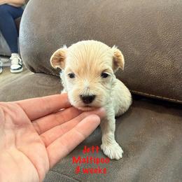 Jett - Champagne male Maltipoo puppy in Paden, Oklahoma from Logan's Perfect Puppies
